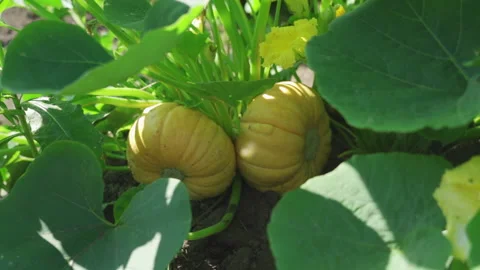 Two yellow pumpkins are ripening in the vegetable garden bed Stock Footage 249891113