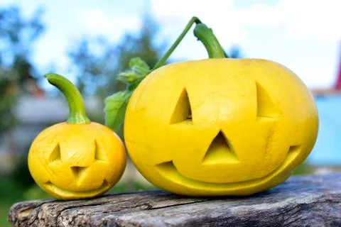 Two yellow pumpkins with carved horns in the garden Stock Photos