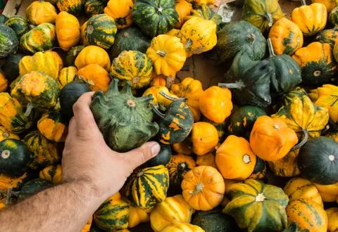 Two yellow pumpkins in mans hands - choose to Halloween. Man in white t shirt Stock Photos