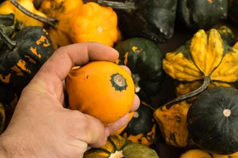 Two yellow pumpkins in mans hands - choose to Halloween. Man in white t shirt Stock Photos