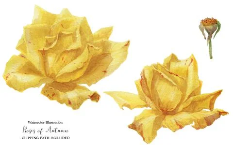 Two yellow rose flowers Stock Illustration