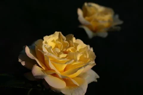 Two yellow roses Stock Photos