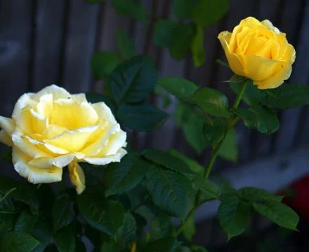 Two yellow roses Stock Photos