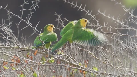 Two Yellow-shouldered Amazon Parrot take off from an acacia tree Video stock 242713571