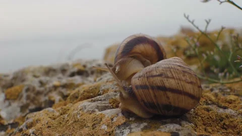 Two yellow snails on a stone Stock Footage 159500456
