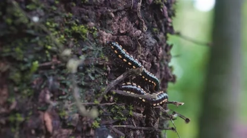 Two yellow spotted millipedes on the tree bark during monsoon or rainy season. Stock Footage 263806553