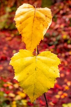 Two yellow tree leaves in focus in the shape of a heart Stock Photos
