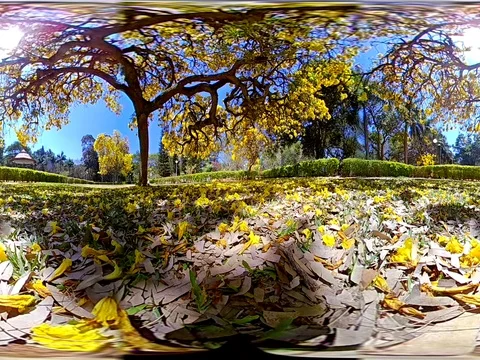 Two Yellow Trees in Full Blossom - 360 VR Stock Footage 75750011