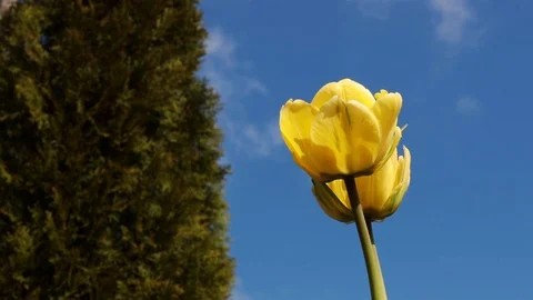Two yellow tulips with thuja in the background. Stock Footage 107602742