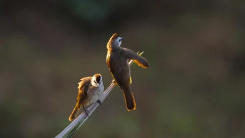 Two yellow-vented bulbuls preening on branch in golden light Stock-Footage 340920019