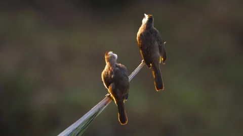 Two yellow-vented bulbuls preening feathers on branch at sunset Stock Footage 344694193