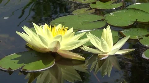 Two yellow waterlilies 스톡 동영상 319347441