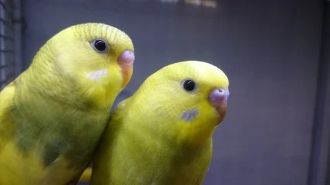 Two yellow wavy parrots look at you 스톡 동영상 85638720
