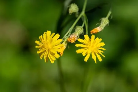Two yellow wild growing hawkweed flowers on a blurred background Foto stock
