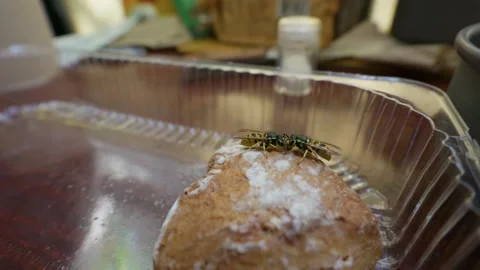 Two Yellowjackets Eating Sweet Pastry in Plastic Food Container Stock Footage 344770107