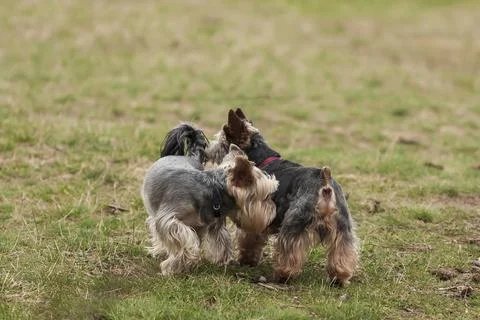 Two Yorkshire Terrier Stock Photos