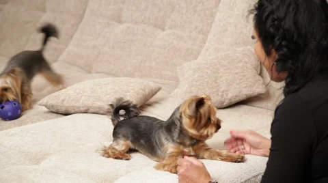 Two Yorkshire terriers are playing together on the couch Stock Footage 64057789