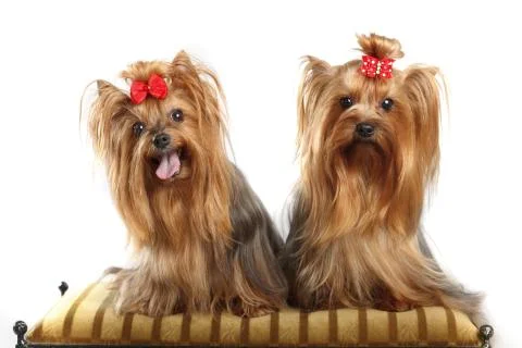 Two Yorkshire Terriers Stock Photos