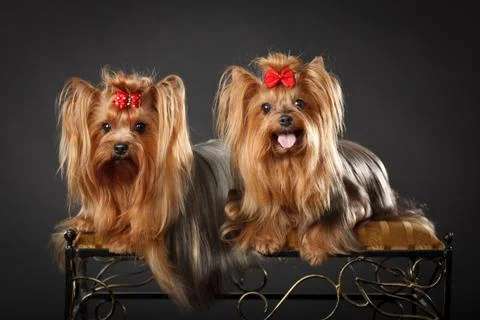 Two Yorkshire Terriers Foto stock