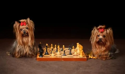 Two Yorkshire Terriers Stock Photos