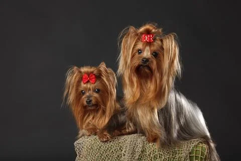 Two Yorkshire Terriers Stock Photos