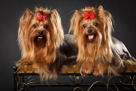 Two Yorkshire Terriers 写真素材