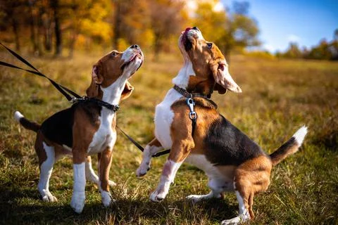 Two young, active dogs of the beagle breed in the autumn forest. Stock Photos