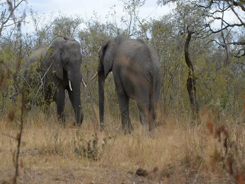 Two young african Elephants fighting in the bush Stock Footage 75011849