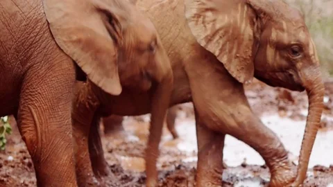 Two young african elephants playing in the mud Stock Footage 72316889