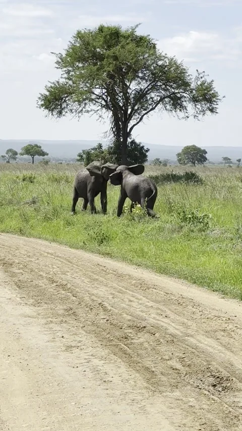Two Young African Elephants Playing Near Safari Road – Mikumi, Tanzania Stock Footage 332920618