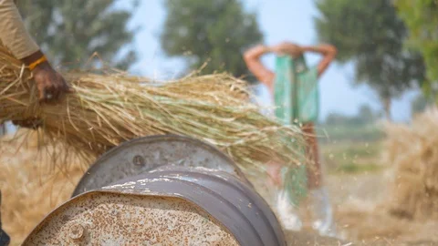 Two young agricultural laborers threshing paddy in an Indian traditional way ... Video stock 121155845