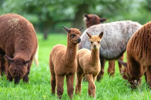 Two young Alpacas in a herd Stock Photos