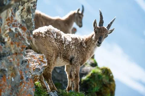 Two young alpine ibex Stock Photos