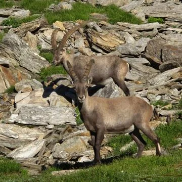 Two young alpine ibex Stock Photos