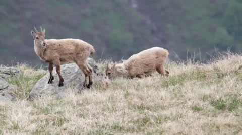 Two young alpines ibexes Stock Footage 39488123