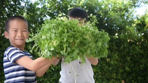 Two young asian boy happy with plant Stock Footage 75562906