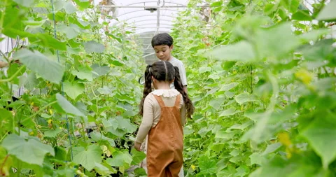 Two young Asian students walk between climbing vegetable vines in school Stock Footage 345032287