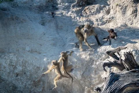 Two young babboons falling from off a ledge near  the Chobe River Fotos Stock
