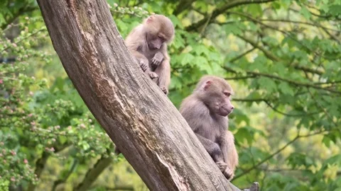 Two young baboons play and bite each other in a tree Stock Footage 274133519