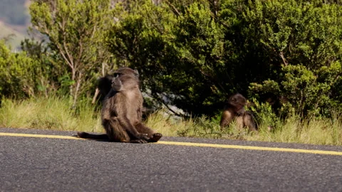 Two Young Baboons Resting By The Roadside Stock Footage 236511916