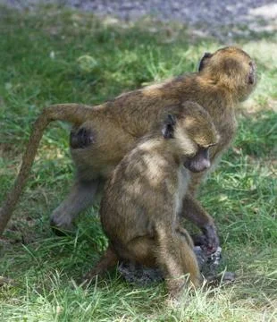 Two young baboons together Stock Photos