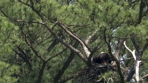 Two young bald eagles and an adult in a nest HD Stock Footage 108466530