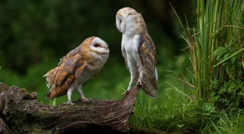 Two young barn owls siting Stock Photos