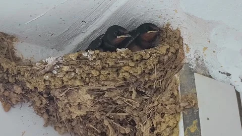 Two young barn swallow chicks peek out from their handmade mud nest 動画素材 337103617