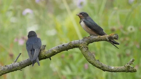 Two young Barn swallows resting and starting Stock-Footage 51631142