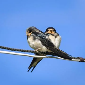 Two young barn swallows resting on wire, Russia Stock Photos