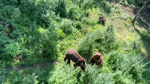 Two young bear cubs are looking for food in the green grass on a sunny day Stock Footage 246962092