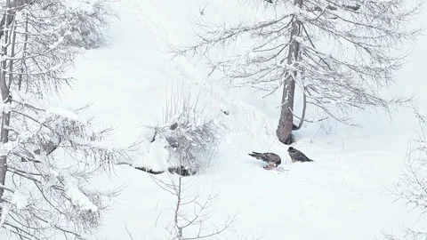 Two young bearded vultures on carcass in the winter season (Gypaetus barbatus) Stock Footage 344876621