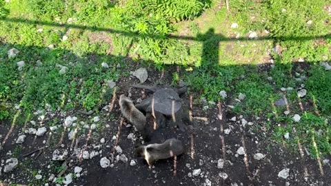 Two young bears in the forest Stock Footage 246962201