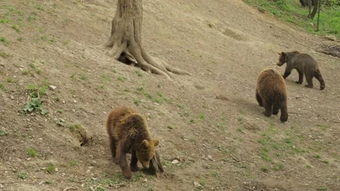 Two young bears play and grow up in the spring. Stock Footage 188310014